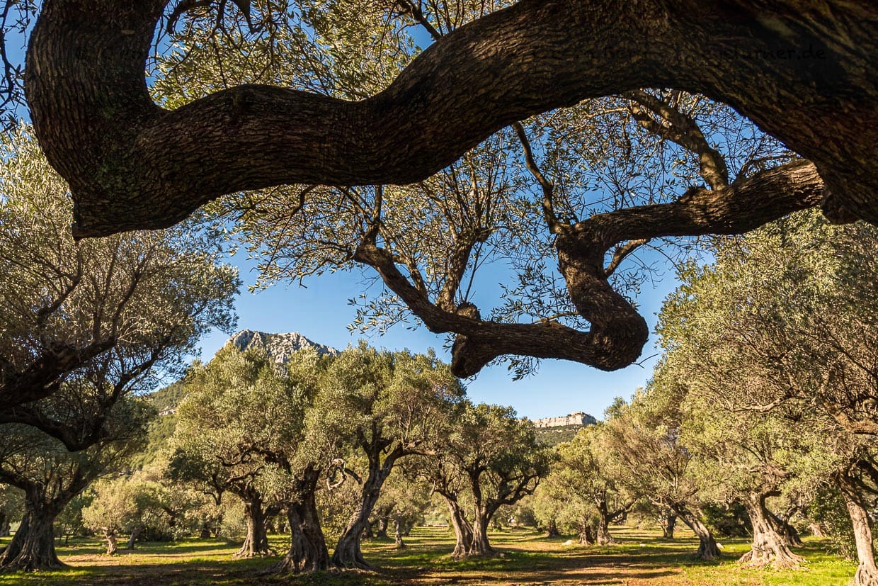 Hain der alten Olivenbäume "L'Oliveraie de La Farlède". Im Schutz des Berges Mont Coudon konnten diese Bäume den sehr harten Frost im Februar 1956 überstehen / © Foto: Georg Berg