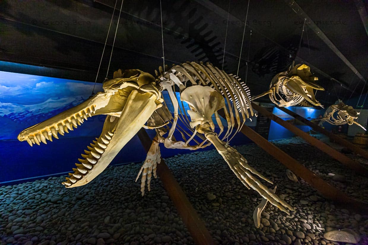 Skelett eines Zahnwals im Walmuseum von Húsavík / © Foto: Georg Berg