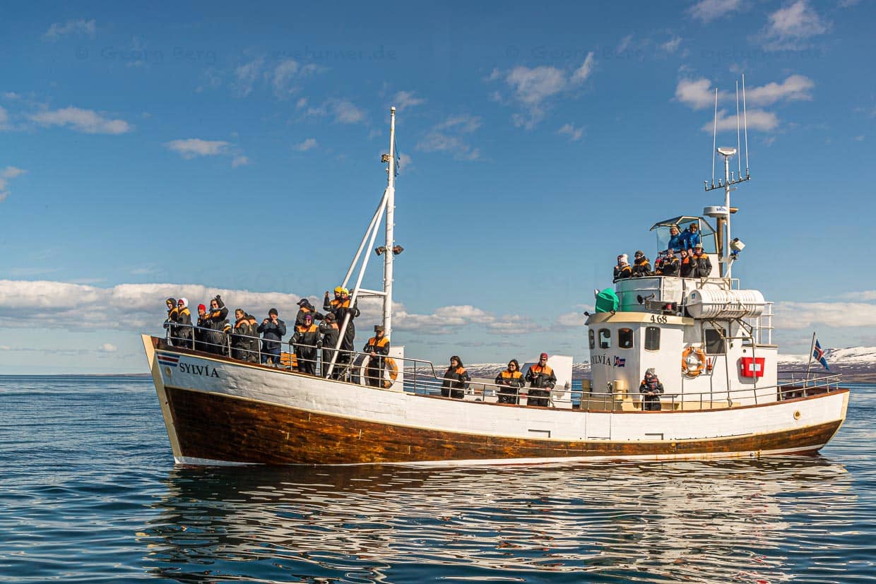 Von Húsavík (Island) fahren zahlreiche Boote zur Walbeobachtung ab. Die Sylvía ist ein traditionelles isländisches Fischerboot aus Eichenholz. Seit 2007 wird es von der Firma Gentle Giants betrieben. / © Foto: Georg Berg