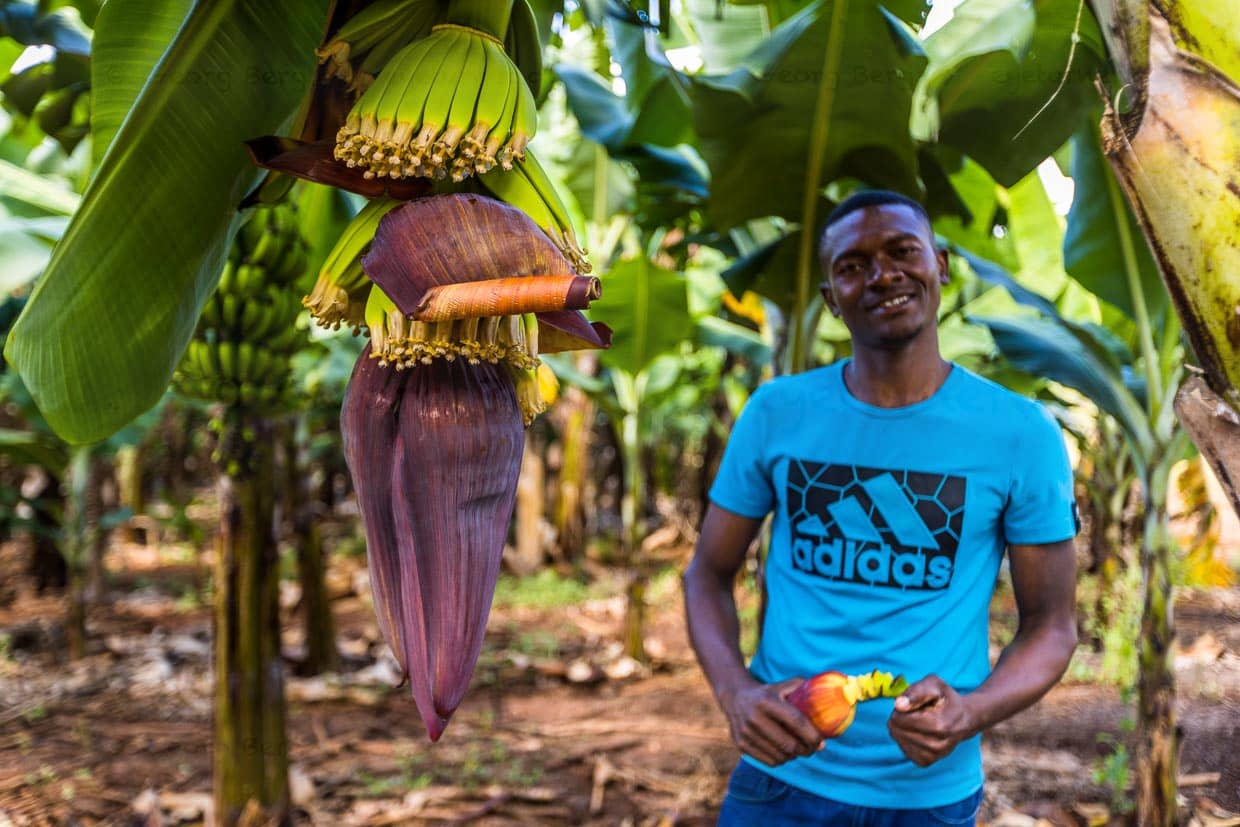 Gärtner Chisomo Shaya neben einer Bananenstaude, die gerade Früchte ausbildet. Im oberen Teil sieht man Bananen mit verwelkten Blüten, weiter unten noch ein großes Hüllblatt, aus dem weitere Bananenfrüchte ausgebildet werden / © Foto: Georg Berg