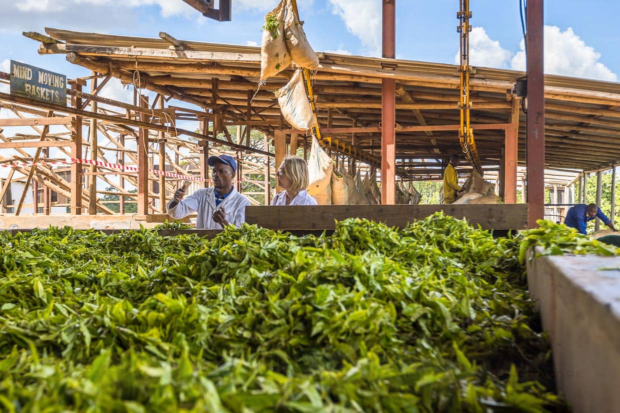 Die Säcke mit den frisch geernteen Teeblättern werden über ein Förderseil angeliefert und zum Trocknen ausgebreitet. Produktionsleiter Chisomo Custom erklärt die ersten Schritte im Produktionsprozess für schwarzen Tee / © Foto: Georg Berg