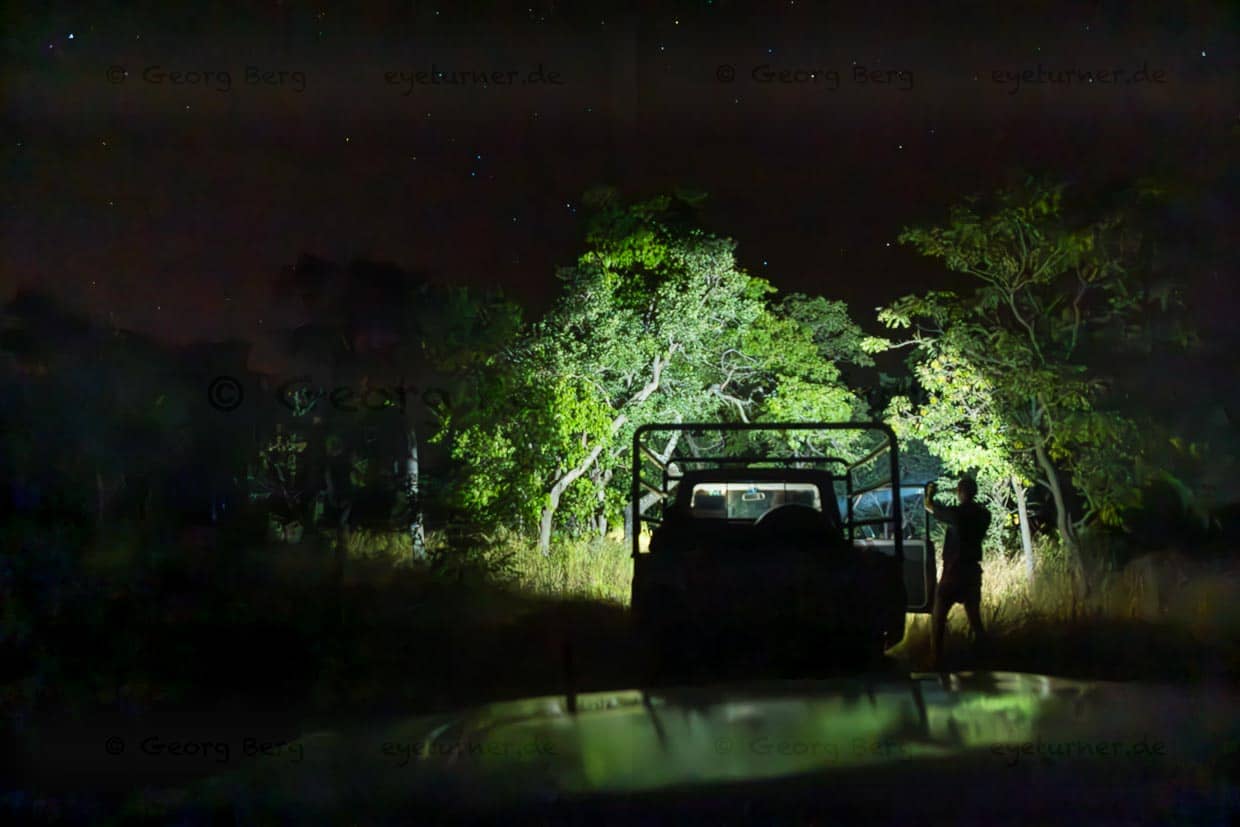 Die Scheinwerfer des Geländewagens beleuchten den Baum, an dem ein Köder für das Anlocken der Löwin fixiert wurde / © Foto: Georg Berg