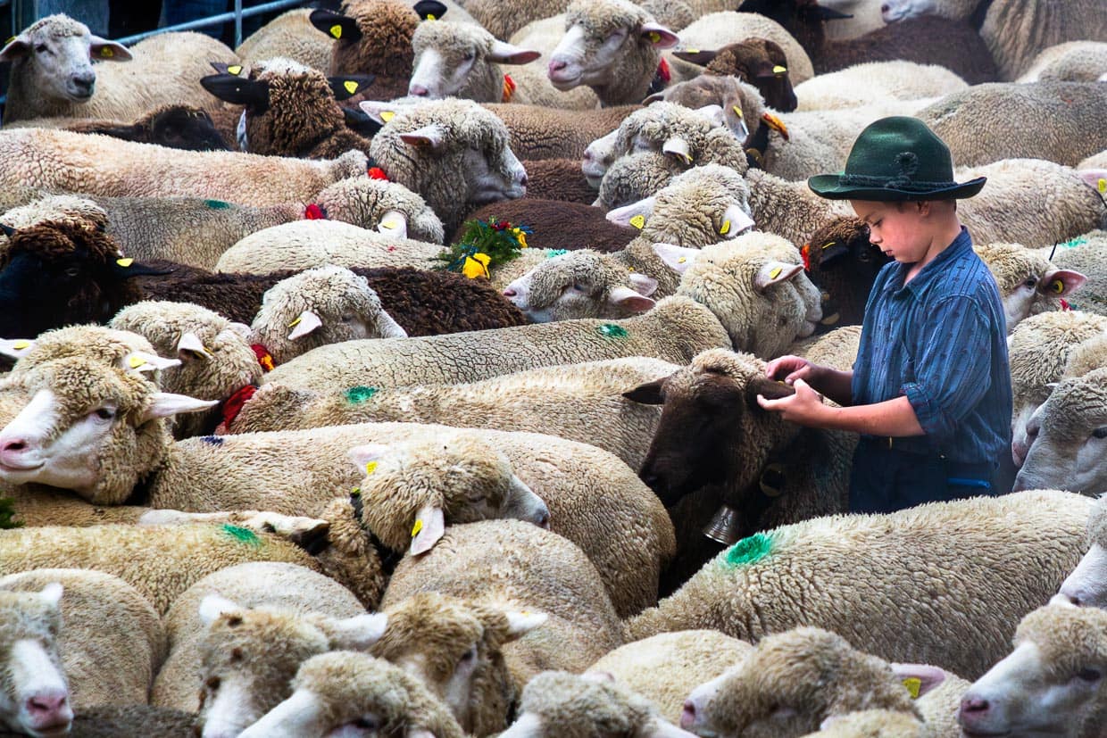 Schafscheid in Jaun. Die Schafe werden nach der Ankunft im Dorf in provisorische Gatter gesperrt. Ein Junge sucht in der Herde nach den Schafen, die seiner Familie gehören / © Foto: Georg Berg