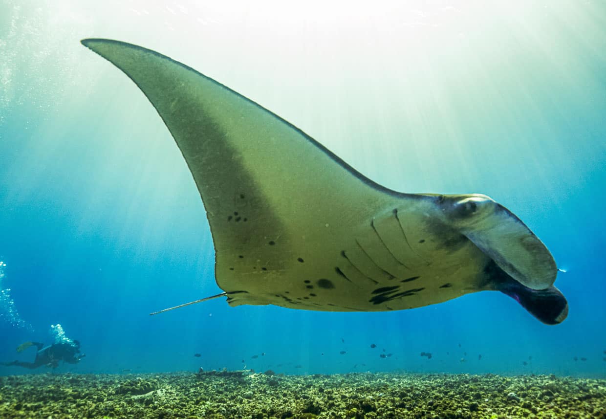 Riesige Teufelsrochen in ihrer Wellness-Oase. Schwärme von Putzerfischen sind an dieser Stelle des Ozeans eine angesagte Attraktion für große Fische / © True North, Foto: Oliver Oldroyd