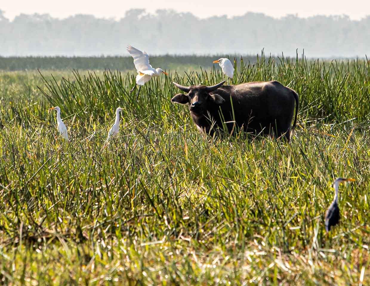 An den auf ihnen sitzenden Kuhreihern sind Wasserbüffel schon von weitem zu erkennen / © Foto: Georg Berg