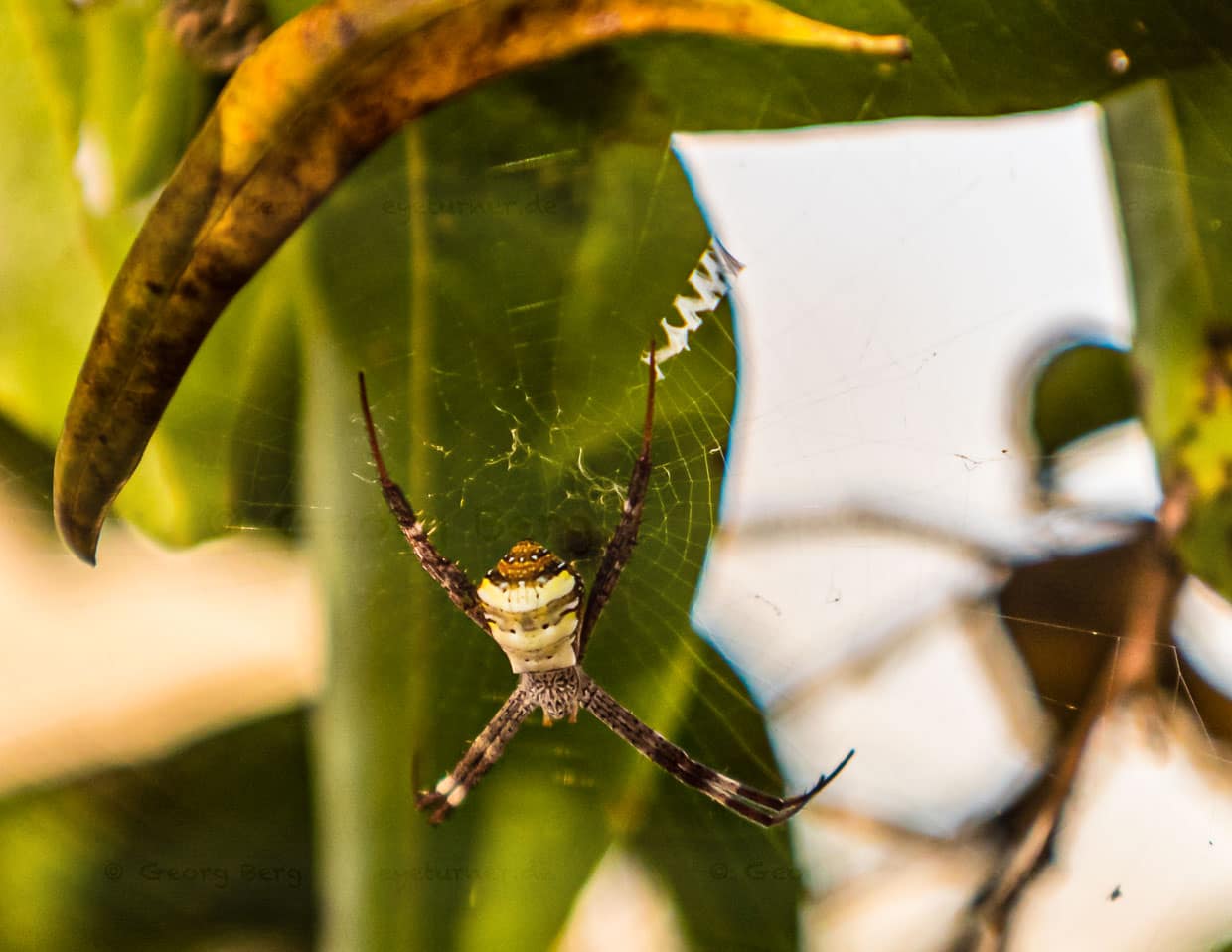 Die ungiftige Andreaskreuzspinne heißt so, weil sie mit acht paarförmig wie ein Andreaskreuz angeordneten Beinen in ihrem Netz auf Beute wartet / © Foto: Georg Berg