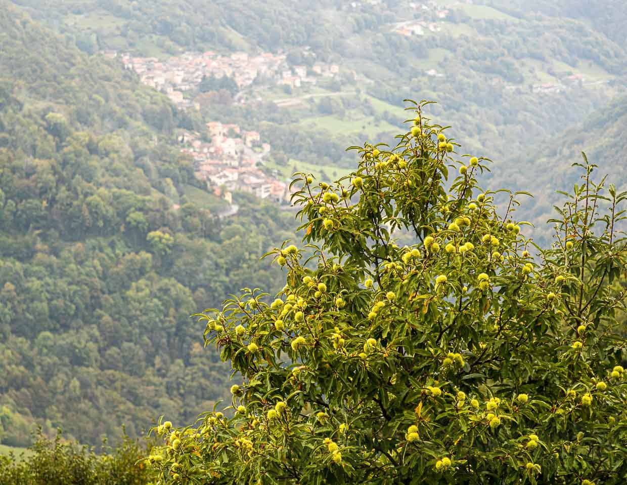 Kastanienbäume im Valle di Muggio. Noch heute wird jährlich ein Kastanienfest gefeiert. Früher waren Maronen ein Hauptnahrungsmittel der armen Landbevölkerung / © Foto: Georg Berg