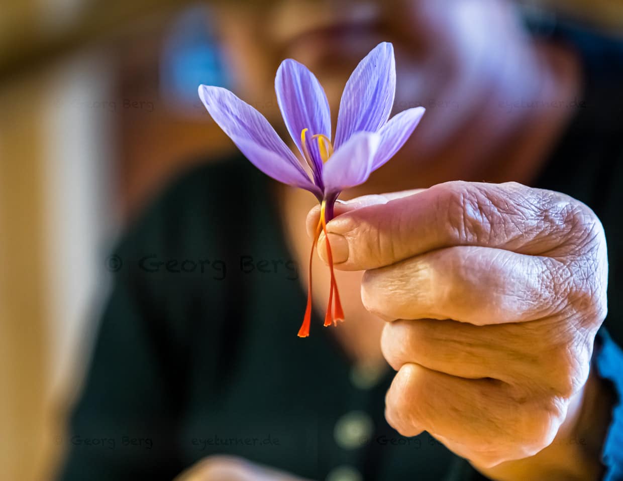 Sorgfältig werden die drei roten Safran-Fäden vom wertlosen Teil der Blüte getrennt / © Foto: Georg Berg