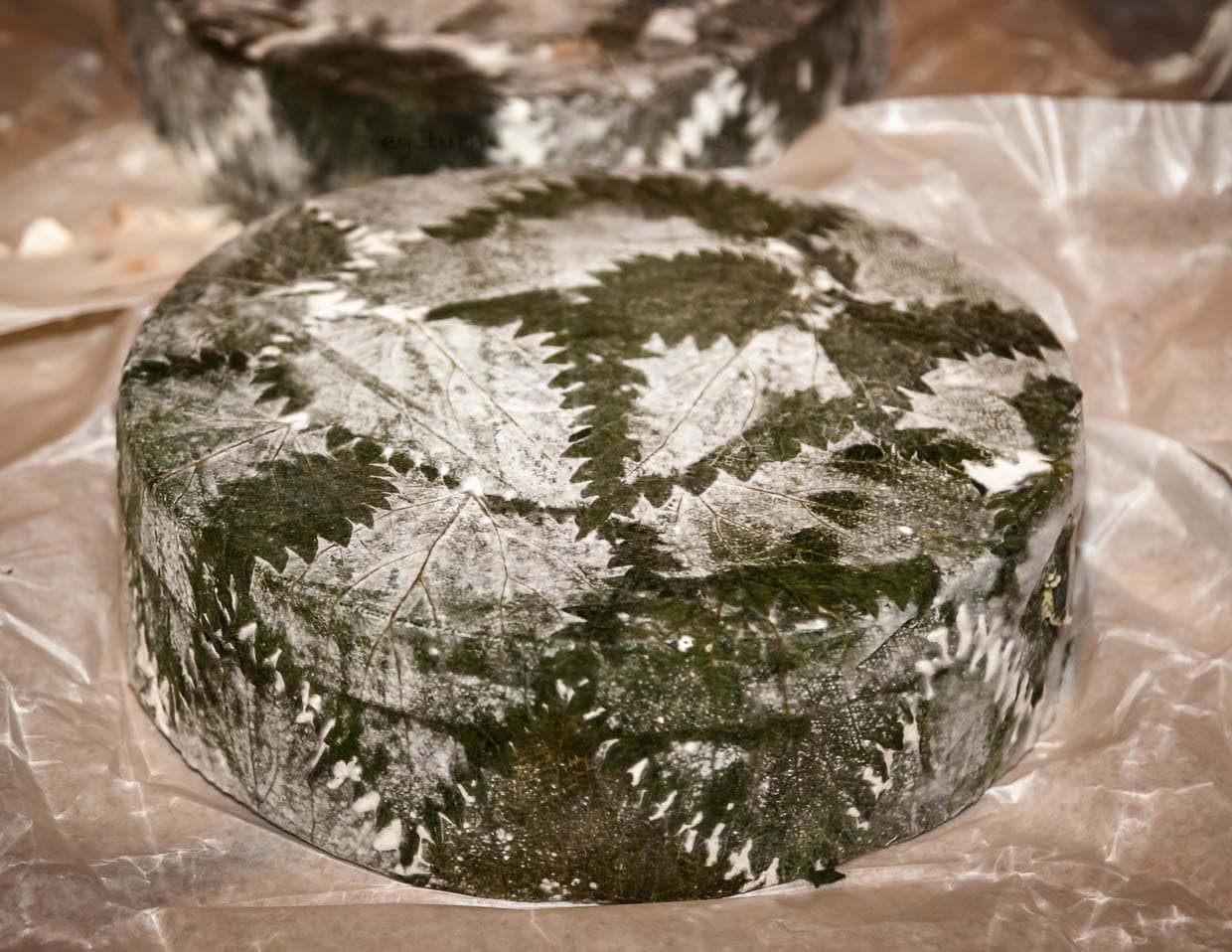 Hier ein schönes Beispiel für eine Käse-Verfeinerung. Der Cornish Yark wird von den Jungheims in Brennnesselblätter gewickelt. Der Käse atmet weiter und die Blätter fermentieren mit der Zeit / © Foto: Georg Berg