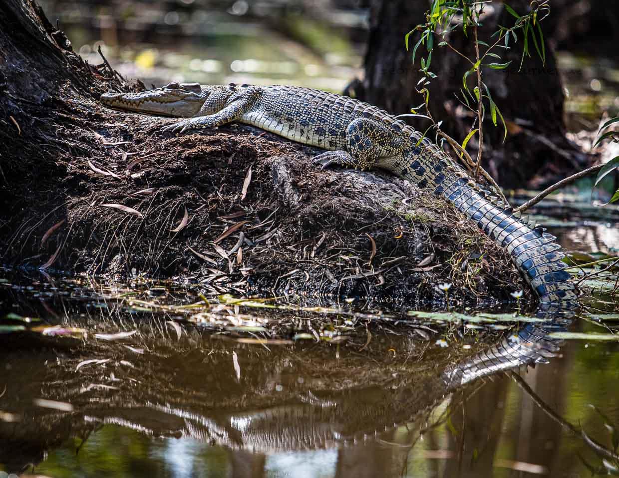 Der Frieden täuscht, obwohl man sie sogar aus der Nähe nicht sofort erkennt; Salzwasserkrokodile können blitzschnell attackieren / © Foto: Georg Berg
