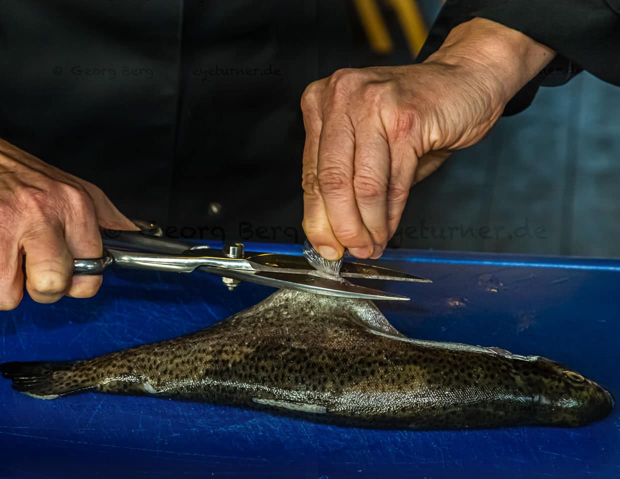 Gelernt bei László Papdi: Zuerst die Forellenflosse mit der Schere abschneiden / © Foto: Georg Berg