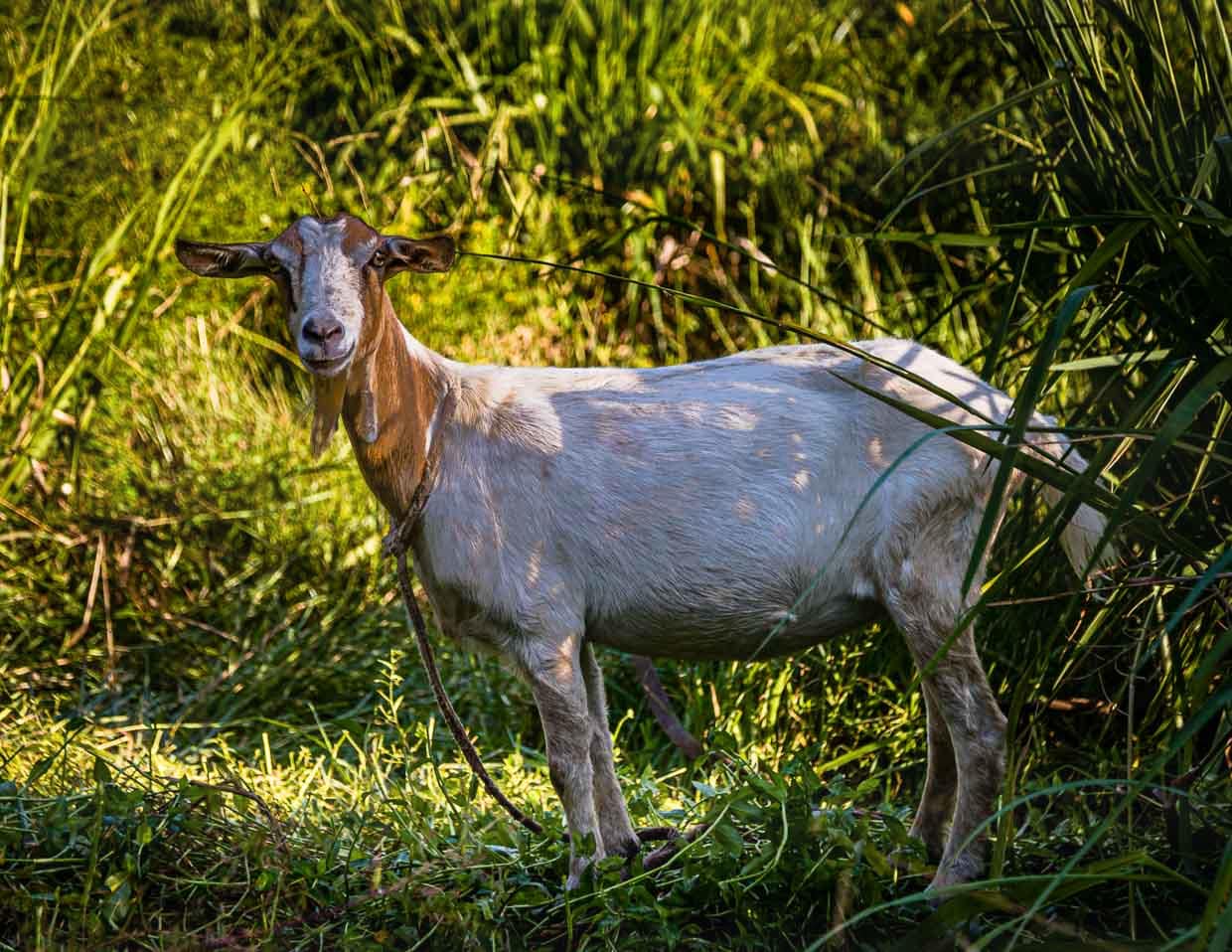 Ziegen finden auf Grenada das beste Futter weil das Land fruchtbar ist und genug Regen fällt. Übrigens sind Gerichte mit Ziegenfleisch auf der Insel eine kulinarische Delikatesse / © Foto: Georg Berg