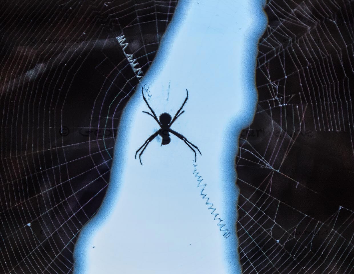 Die Andreaskreuz-Spinne hat ihr Netz mit spiraligen Fäden verstärkt / © Foto: Georg Berg