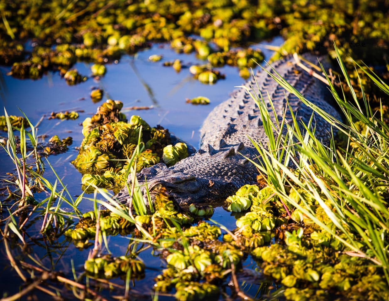 Trotz Tarnung nicht vollständig versteckt: Ein großes Salzwasserkrokodil / © Foto: Georg Berg