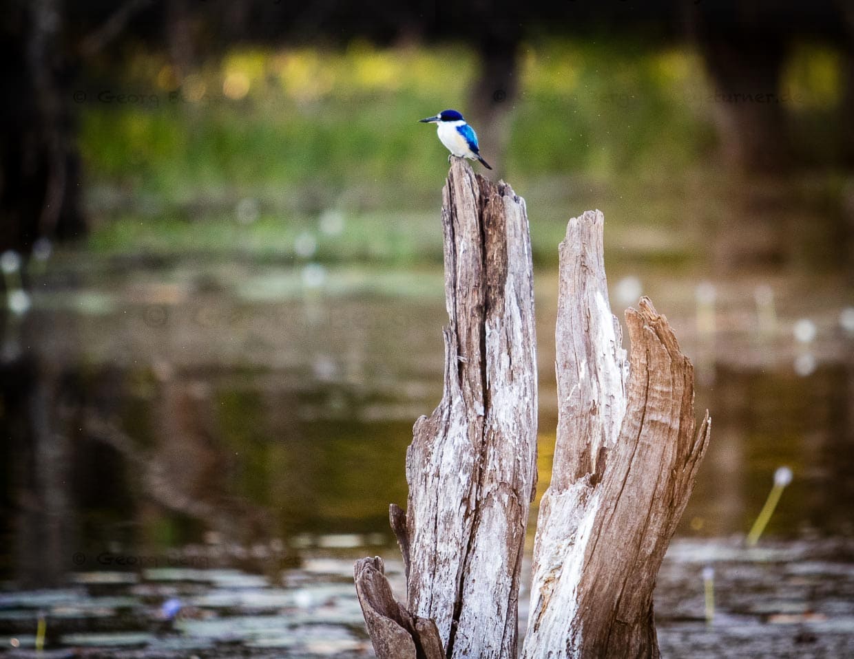 Auch der blaue Eisvogel versucht, im Wasser seine Beute zu finden / © Foto: Georg Berg