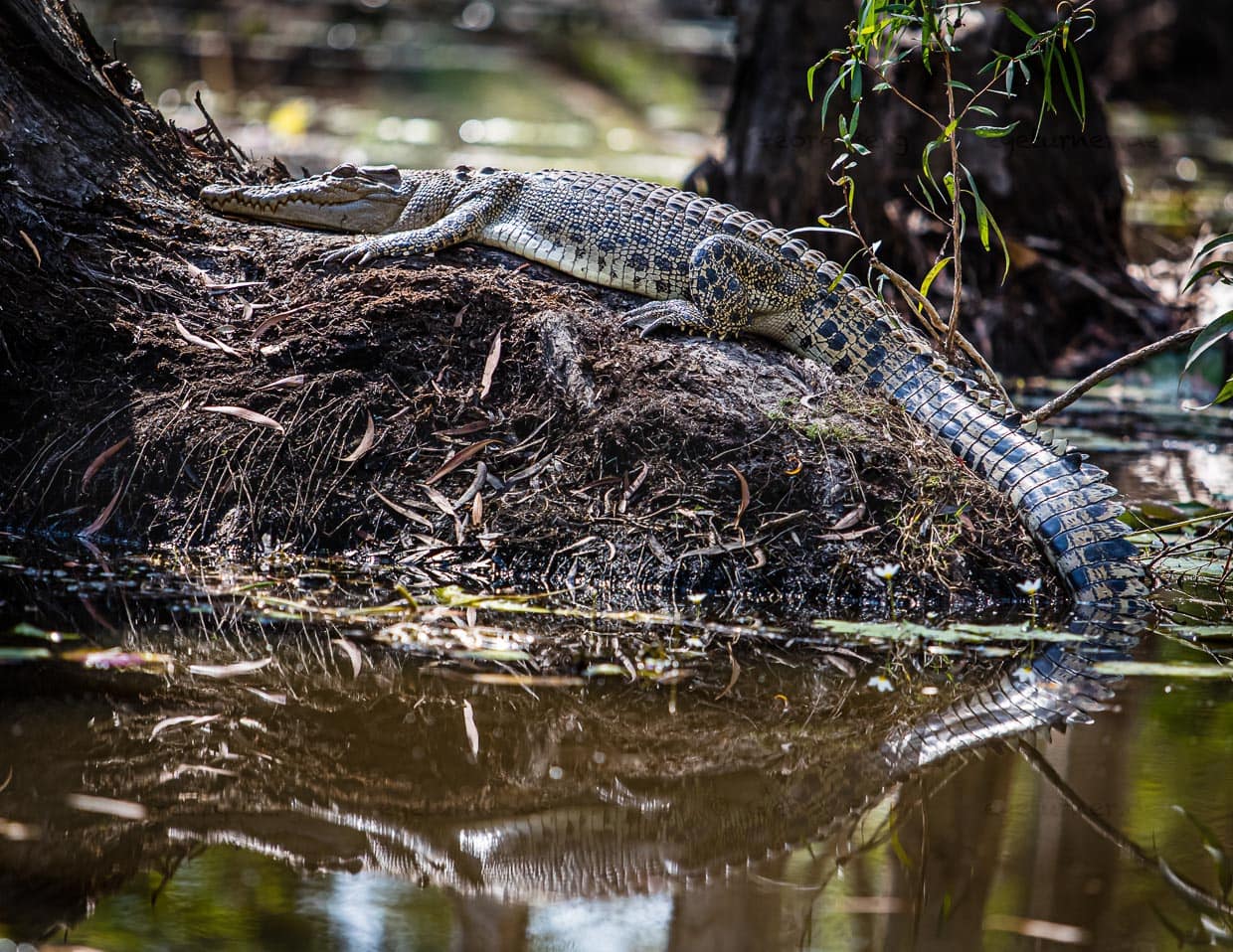 Der Frieden täuscht, obwohl man sie sogar aus der Nähe nicht sofort erkennt; Salzwasserkrokodile können blitzschnell attackieren / © Foto: Georg Berg