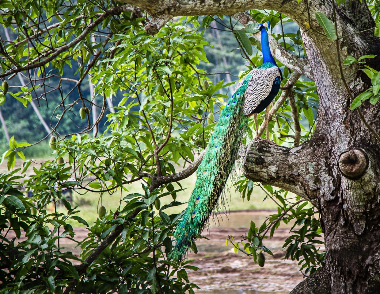 Pfauen sind in Sri Lanka und auch auf dem Hotel-Gelände oft zu sehen / © Foto: Georg Berg