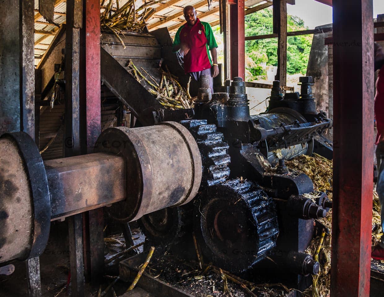 Hoch oben auf der Maschine beaufsichtigt der Pressmeister die kontinuierliche Zuckerrohr-Zufuhr / © Foto: Georg Berg