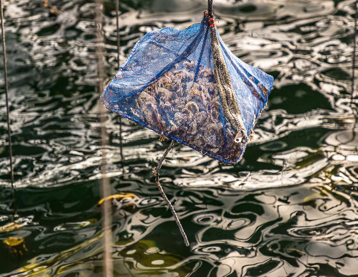 Zunächst wachsen die jungen Zucht-Austern in einem Netz heran, in dem sie nach sechs Stunden im Wasser für drei Stunden an die Luft gezogen werden / © Foto: Georg Berg