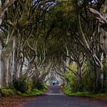 The Dark Hedges nahe Ballymoney, Nordirland. Drehort von Game of Thrones / © Foto: Georg Berg