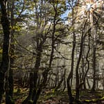 Wanderweg in den Vogesen / © Foto: Georg Berg