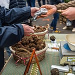 Tuber Melanosporum wird auch Schwarzer Trüffel genannt. Er ist sehr begert und gehört zu den teuersten Speisepilzen der Welt. Kurz vor Weihnachten steigt der Preis pro Kilo auf 1.000 Euro oder mehr / © Foto: Georg Berg