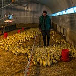 Der gute Geschmack von Cassoulet speist sich auch aus dem Entenfett. Diese werden in der Region um Castelnaudary gezüchtet und auf dem selben Hof geschlachtet. / © Foto: Georg Berg