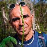 Junger Spargeltrieb mit umtriebigen Spargelsucher. Die Saison ist kurz, so dass sich Giulio im Herbst auf Trüffel spezialisiert hat / © Foto: Georg Berg
