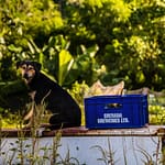 Ungeklärt bleibt, ob der Bierkasten schon bewacht war, als ihn die ersten Hasher zu Gesicht bekamen / © Foto: Georg Berg