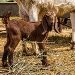 Die Aleppoziege hat markante lange Ohren. In Nordzypern wird sie wegen ihres hohen Milchertrags gezüchtet / © Foto: Georg Berg