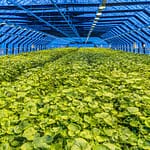 Wasabi soweit das Auge reicht. Das hochmoderne Gewächshaus von Nordic Wasabi wird mit Geothermie beheizt. Bewässerung und Beleuchtung werden voll automatisch gesteuert / © Foto: Georg Berg