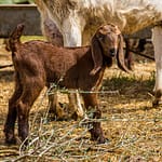 Die Aleppoziege hat markante lange Ohren. In Nordzypern wird sie wegen ihres hohen Milchertrags gezüchtet / © Foto: Georg Berg