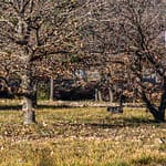 Im Department Var werden für die Trüffelzucht Eichenbäume eingesetzt. Erst nach 10 Jahren können die ersten Trüffel an einem Baum geerntet werden. Im Alter von 20 - 30 Jahren werden die Trüffel kleiner, die an den Wurzeln der Bäume wachsen / © Foto: Georg Berg