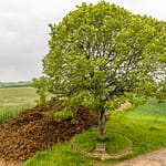 Napoléonsknäppchen in Luxemburg. Denkmal an einem Aussichtspunkt mit einem zu Ehren Napoleons gepflanzten Baum / © Foto: Georg Berg