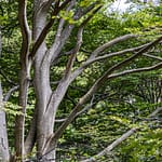Diese Buchen waren der Grund für die Auszeichnung zum UNESCO Welterbe im Maggia Tal im Tessin, Schweiz / © Foto: Georg Berg