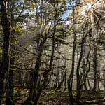 Wanderweg in den Vogesen / © Foto: Georg Berg