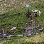 Ziegen an einer Absperrung mit Wanderzeichen in den Vogesen / © Foto: Georg Berg