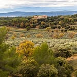 Olivenhaine charakterisieren die Landschaft / © Foto: Georg Berg