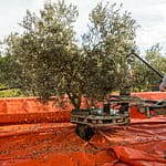 Kurz aber heftig: der Olivenbaum wird mechanisch geschüttelt, während gleichzeitig zwei Erntehelfer mit den elektrischen Harken durch die Blätter gehen / © Foto: Georg Berg