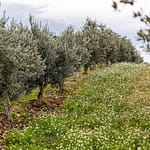1999 wurden auf Taurenne 11.000 Olivenbäume neu gepflanzt. Entlang der Baumstämme wurde mittlerweile eine Wasserleitung verlegt, die die Bäume in den trockenen Sommermonaten versorgt / © Foto: Georg Berg