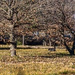 Im Department Var werden für die Trüffelzucht Eichenbäume eingesetzt. Erst nach 10 Jahren können die ersten Trüffel an einem Baum geerntet werden. Im Alter von 20 - 30 Jahren werden die Trüffel kleiner, die an den Wurzeln der Bäume wachsen / © Foto: Georg Berg
