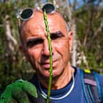 Junger Spargeltrieb mit umtriebigen Spargelsucher. Die Saison ist kurz, so dass sich Giulio im Herbst auf Trüffel spezialisiert hat / © Foto: Georg Berg