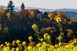 Blühender Ackersenf vor dem unscharfen Hintergrund der Burg Wernberg / © Foto: Georg Berg