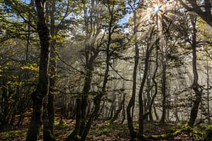 Wanderweg in den Vogesen / © Foto: Georg Berg