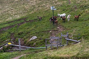 Ziegen an einer Absperrung mit Wanderzeichen in den Vogesen / © Foto: Georg Berg