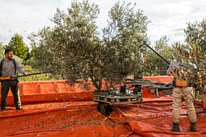 Kurz aber heftig: der Olivenbaum wird mechanisch geschüttelt, während gleichzeitig zwei Erntehelfer mit den elektrischen Harken durch die Blätter gehen / © Foto: Georg Berg