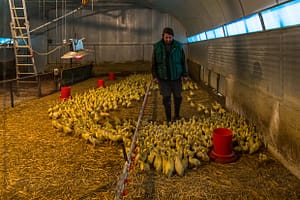 Der gute Geschmack von Cassoulet speist sich auch aus dem Entenfett. Diese werden in der Region um Castelnaudary gezüchtet und auf dem selben Hof geschlachtet.  / © Foto: Georg Berg
