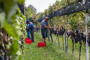 Weinlese im Tessin, Circolo di Balerna, Schweiz / © Foto: Georg Berg