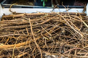 Wirrwarr an Süßholzwurzeln. Auch oberirdisch ist das Süßholz eine struppige Erscheinung. Im Mittelalter war das Süßholz für Bamberg sehr bedeutend und sogar Bestandteil des Stadtwappens / © Foto: Georg Berg