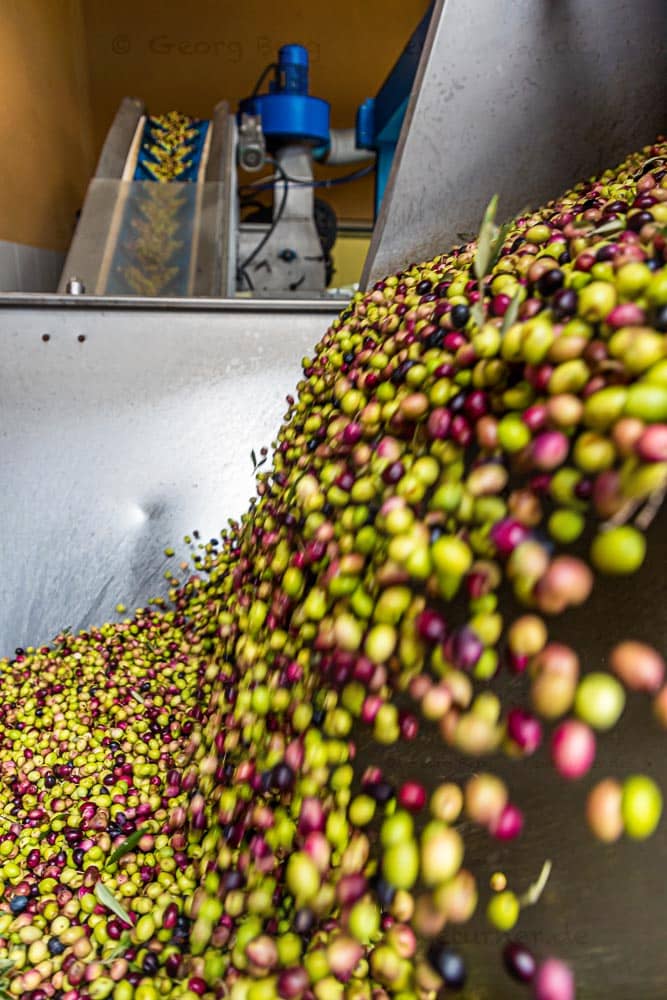 In einer hochmodernen Ölmühle werden die Oliven sofort nach der Anlieferung weiterverarbeitet, gewaschen und mit Kern zerkleinert. Es werden sowohl reife dunkle als auch noch grüne Oliven der selben Sorte verwendet / © Foto: Georg Berg